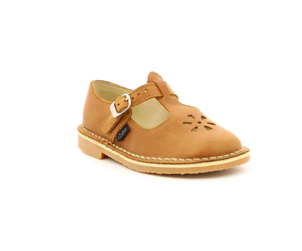 aster dingo camel