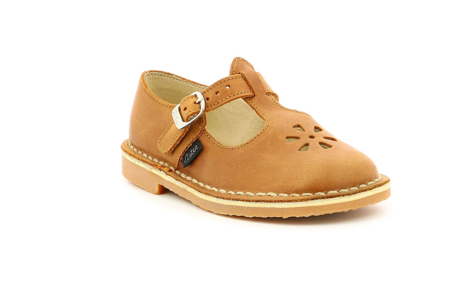aster dingo camel